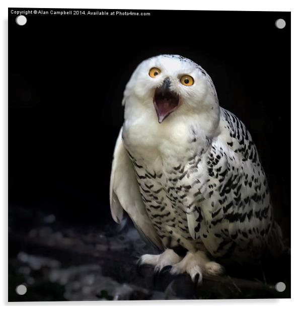 Snowy Owl Acrylic by Alan Campbell