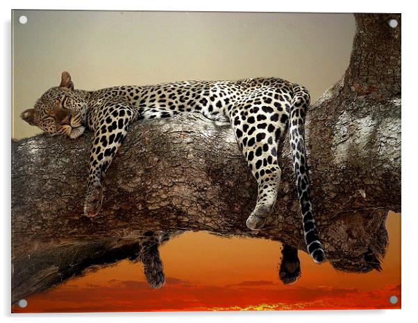  Cat Nap! Acrylic by Steve Bampton