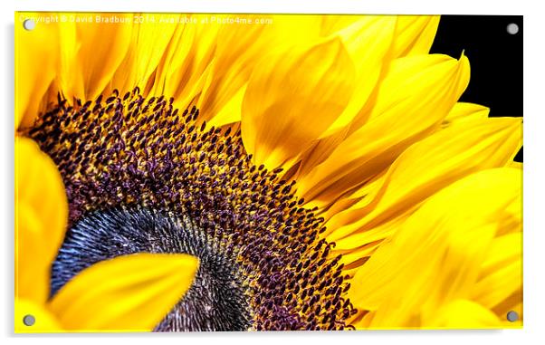  Sunflower Detail Acrylic by David Bradbury