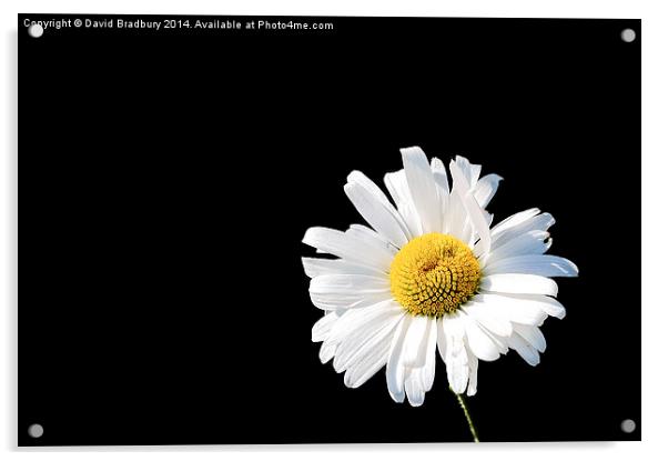  Daisy on Black Acrylic by David Bradbury