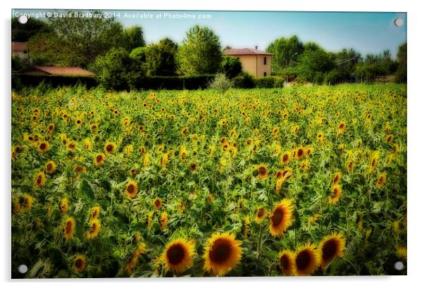  Tuscan Sunflowers Acrylic by David Bradbury