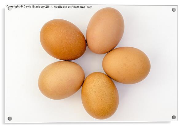 Five Eggs in a Circle Acrylic by David Bradbury