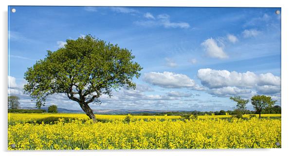  Summers day Acrylic by Lee Sutton