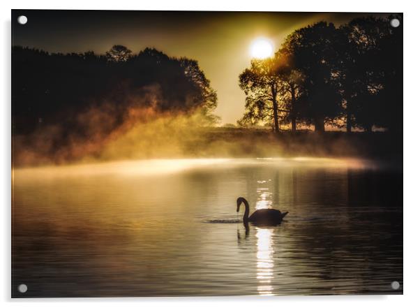 Swan at sunrise Acrylic by Tim Smith