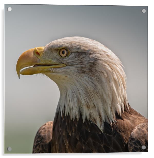 North American Bald Eagle Acrylic by Tim Smith