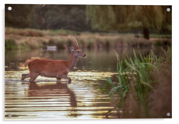 Bushy park deer. Acrylic by Tim Smith