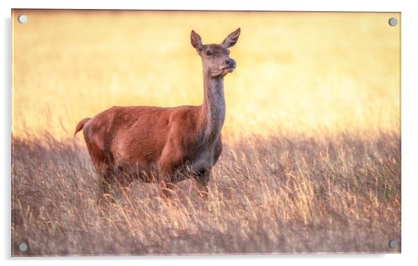 Red Deer doe Acrylic by Tim Smith