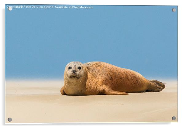  seal at Scroby sands Acrylic by Peter De Clercq