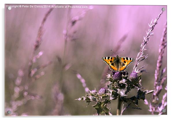 Butterfly Acrylic by Peter De Clercq