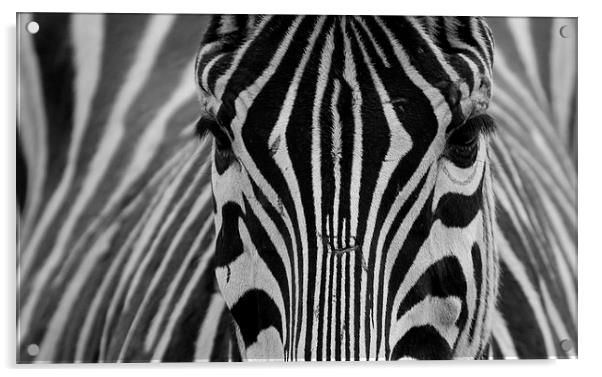  Zebra  Acrylic by Mick Holland