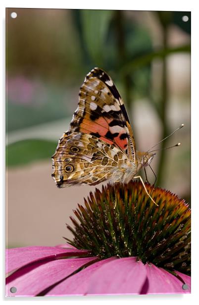 Painted lady butterfly Acrylic by Kevin Baxter