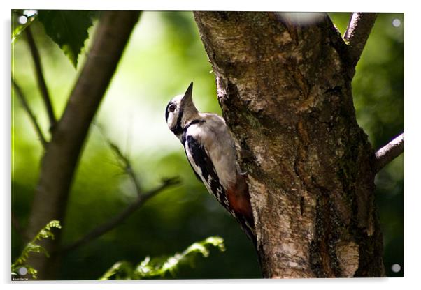 Great spotted woodpecker Acrylic by Kevin Baxter
