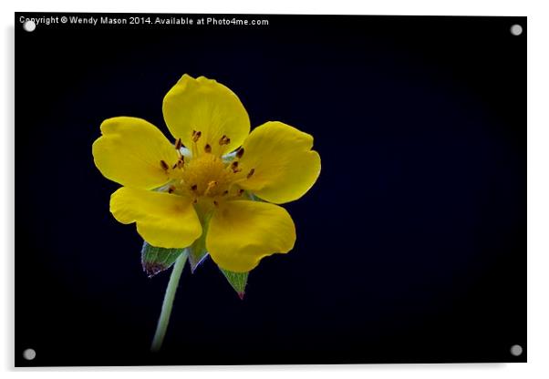  Flowers in the dark Acrylic by Wendy Mason