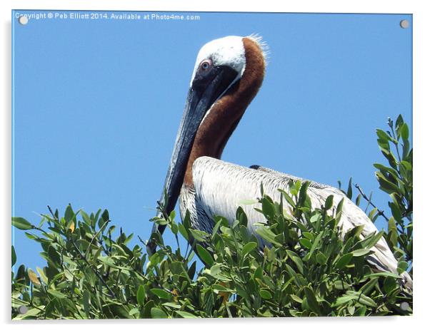 Pelican in a Mangrove Tree  Acrylic by Peb Elliott