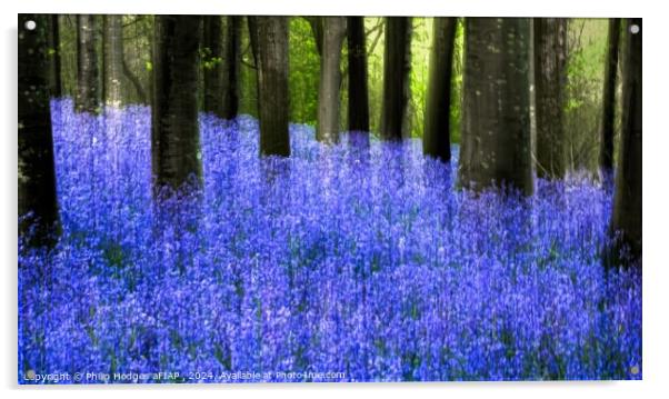 Ethereal Bluebells Acrylic by Philip Hodges aFIAP ,