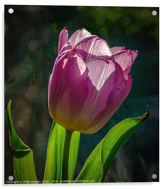Tulip Portrait Acrylic by Philip Hodges aFIAP ,