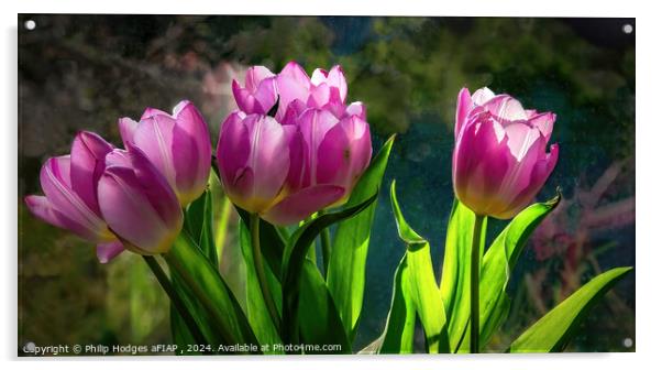 Pink Tulips Acrylic by Philip Hodges aFIAP ,
