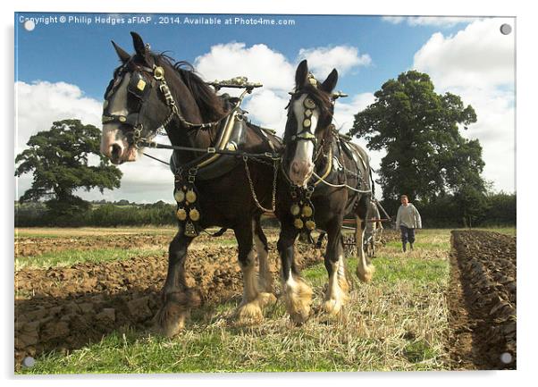 Ploughing Horses 2  Acrylic by Philip Hodges aFIAP ,
