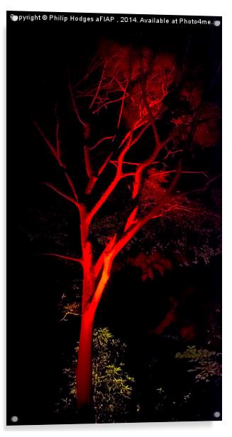  Abbotsbury Illuminated Gardens 8  Acrylic by Philip Hodges aFIAP ,