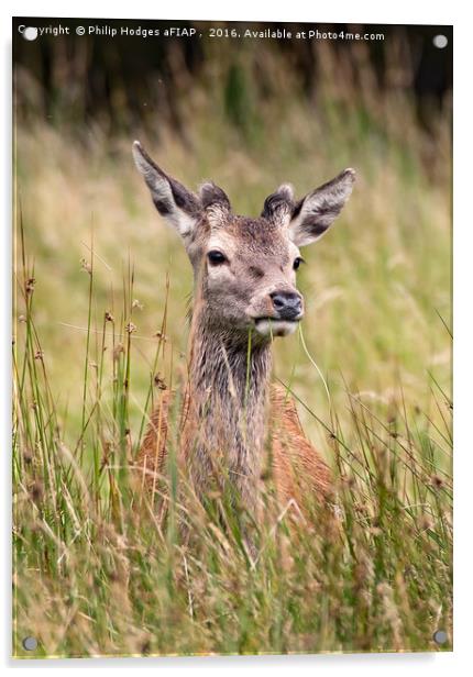 Young Red Deer Buck in Velvet Acrylic by Philip Hodges aFIAP ,