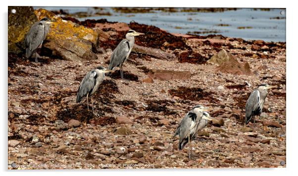 Heron group Acrylic by Philip Hodges aFIAP ,