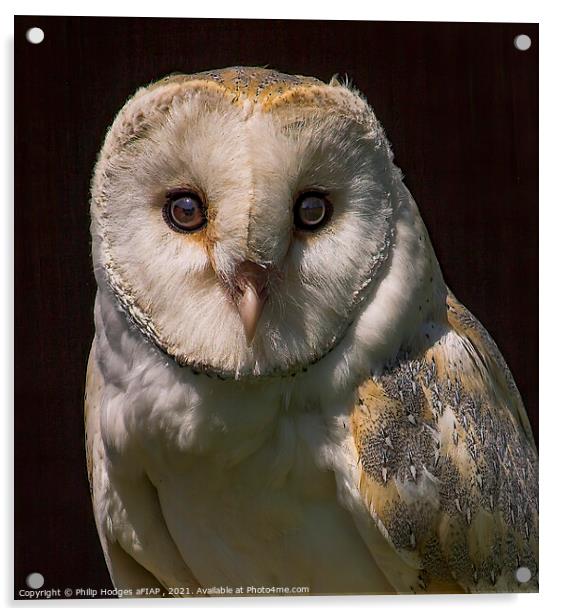 Barn Owl Acrylic by Philip Hodges aFIAP ,