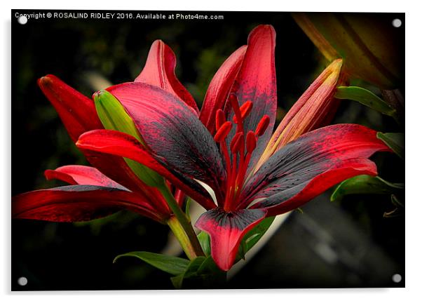  "RED AND BLACK GARDEN LILY" Acrylic by ROS RIDLEY