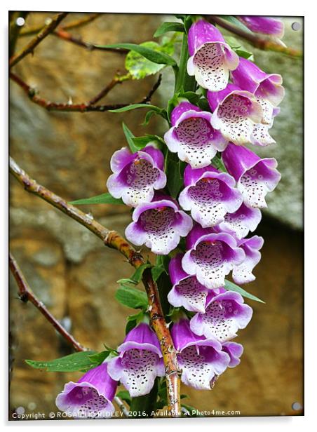 "FOXGLOVE IN ROSE BUSH" Acrylic by ROS RIDLEY