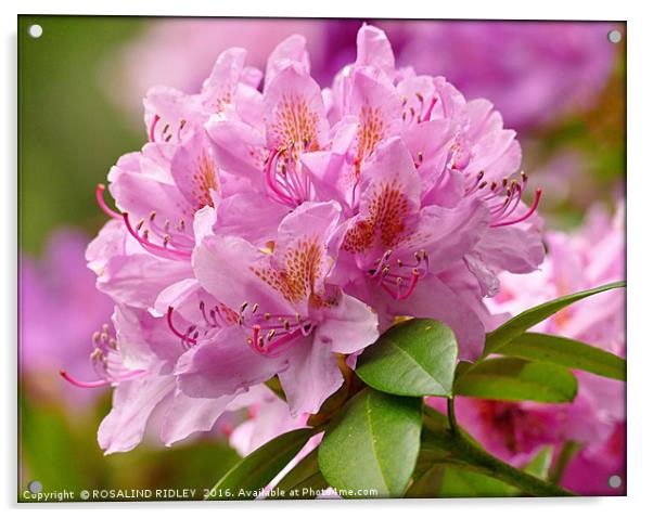 "PINK RHODODENDRON" Acrylic by ROS RIDLEY