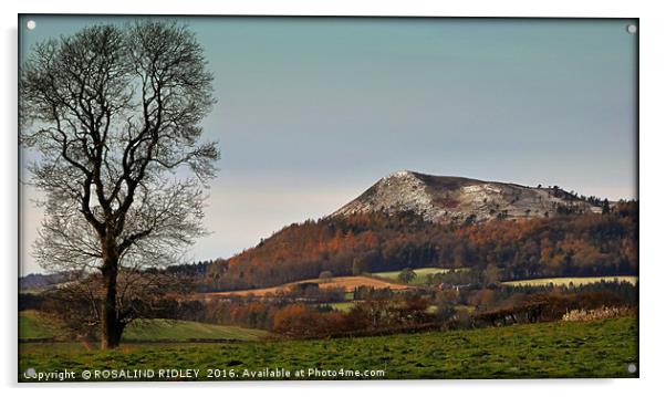 "TREE OVERLOOKING ONE OF THE EILDON HILLS" Acrylic by ROS RIDLEY