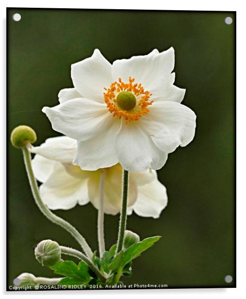 "ANEMONE JAPONICA ALBA" Acrylic by ROS RIDLEY