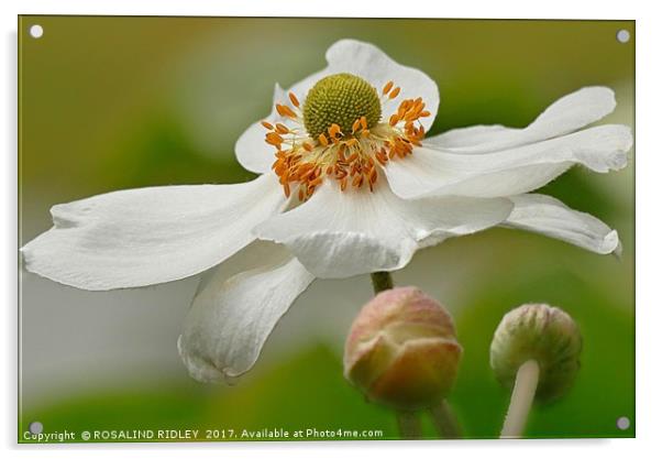 "BEAUTIFUL ANEMONE JAPONICA ALBA" Acrylic by ROS RIDLEY
