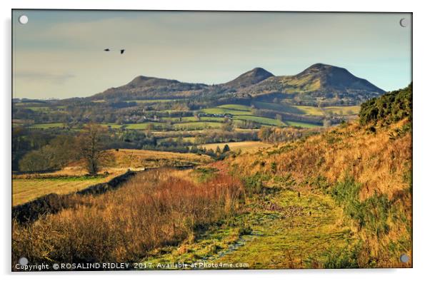 "PATH TO THE EILDON HILLS" Acrylic by ROS RIDLEY