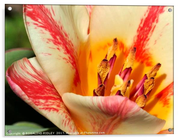 "Tulip Macro" Acrylic by ROS RIDLEY