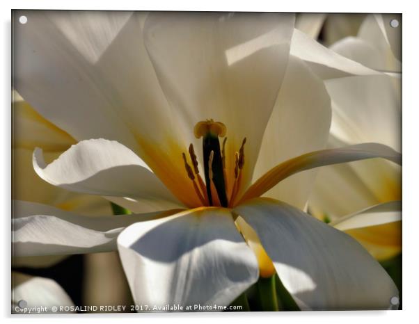 "Macro White Tulip" Acrylic by ROS RIDLEY