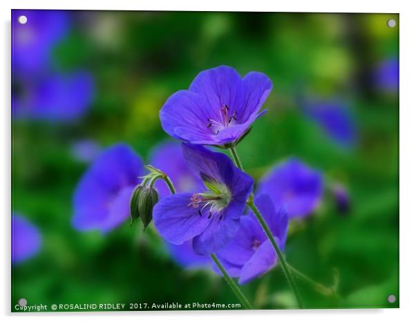 "The Beautiful Blue Cranesbill" Acrylic by ROS RIDLEY