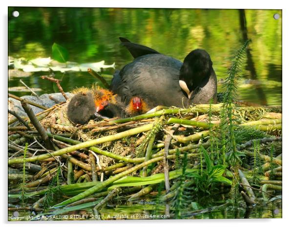 "Mum takes a rest , while her baby Coots see the W Acrylic by ROS RIDLEY