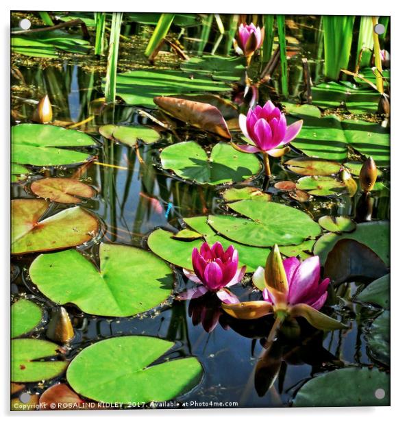 "Idyllic lily pond" Acrylic by ROS RIDLEY