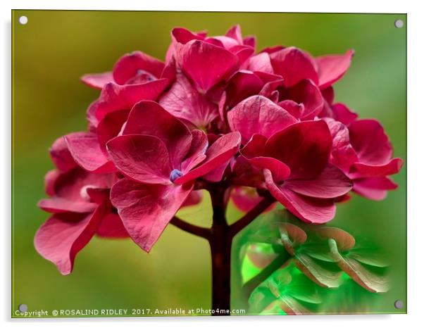 "Pink Hydrangea" Acrylic by ROS RIDLEY
