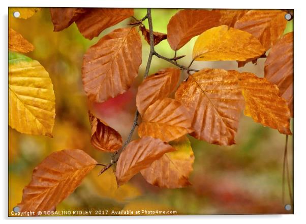 "Copper Beech" Acrylic by ROS RIDLEY