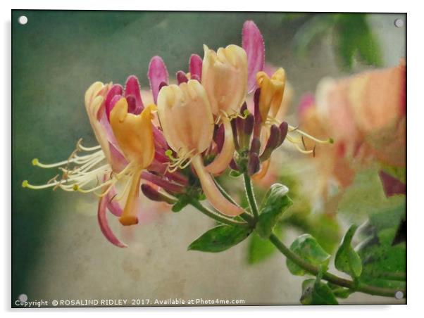 "Antique Honeysuckle" Acrylic by ROS RIDLEY