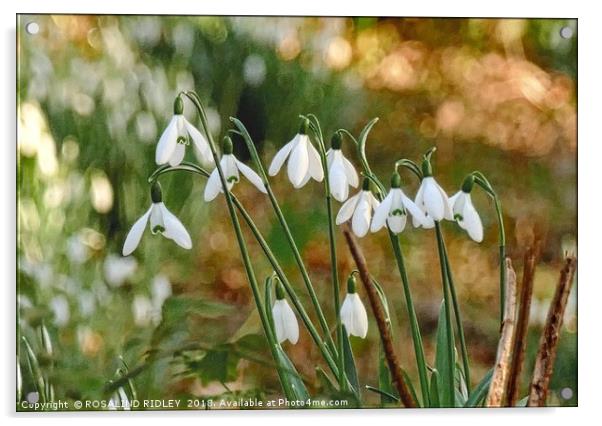"Snowdrops in the sun 2 " Acrylic by ROS RIDLEY