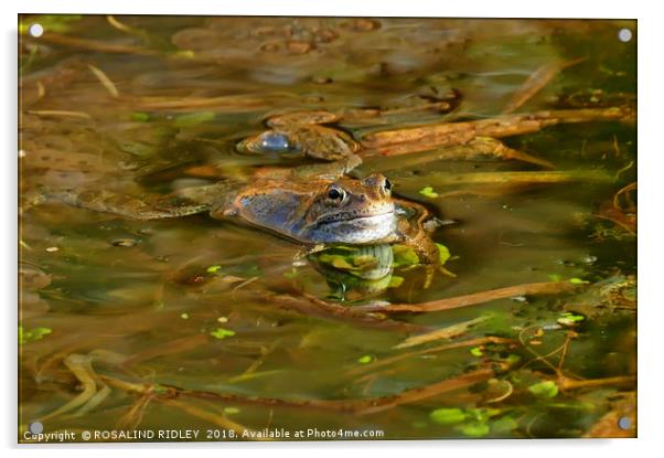 "Reflections of a Happy Frog" Acrylic by ROS RIDLEY