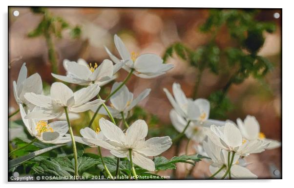 " Wood Anemones in a breezy Durham wood" Acrylic by ROS RIDLEY
