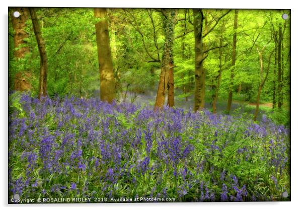 "Misty evening light in the bluebell wood" Acrylic by ROS RIDLEY