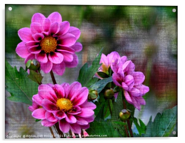 "Dahlia Trio 2 " Acrylic by ROS RIDLEY