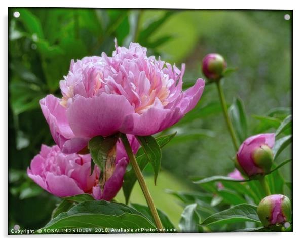 "Peony Delight" Acrylic by ROS RIDLEY