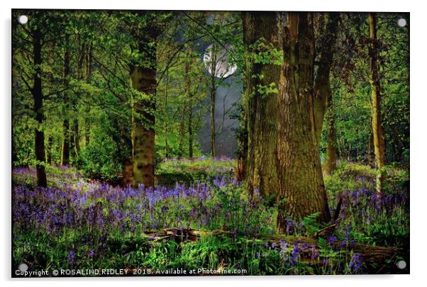 "Moonlit Bluebell woods" Acrylic by ROS RIDLEY