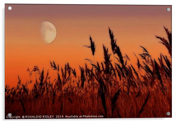 Moon over Reeds Acrylic by ROS RIDLEY