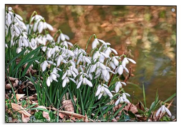 "Snowdrops by the stream" Acrylic by ROS RIDLEY